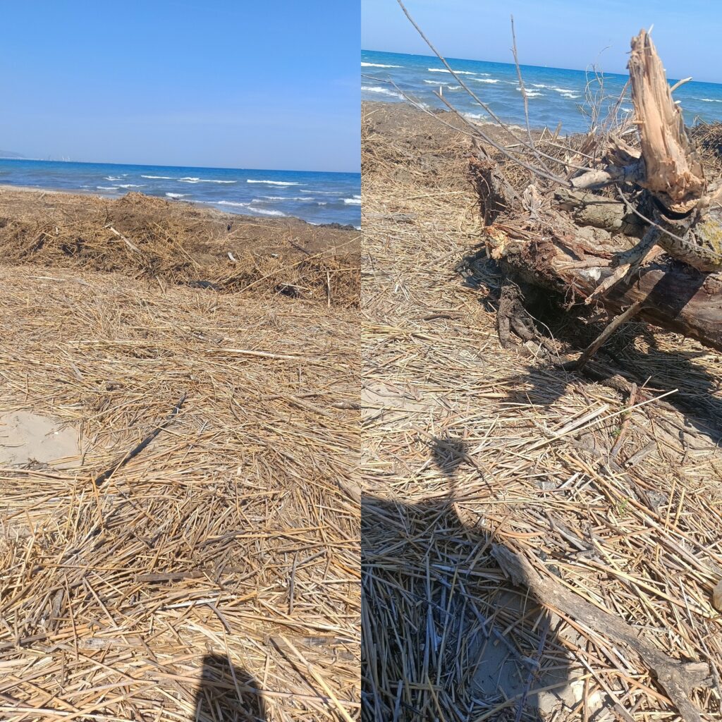 manfredonia pulizia spiaggia al primo giugno da Ilsipontino.net manfredonia pulizia spiaggia al primo giugno