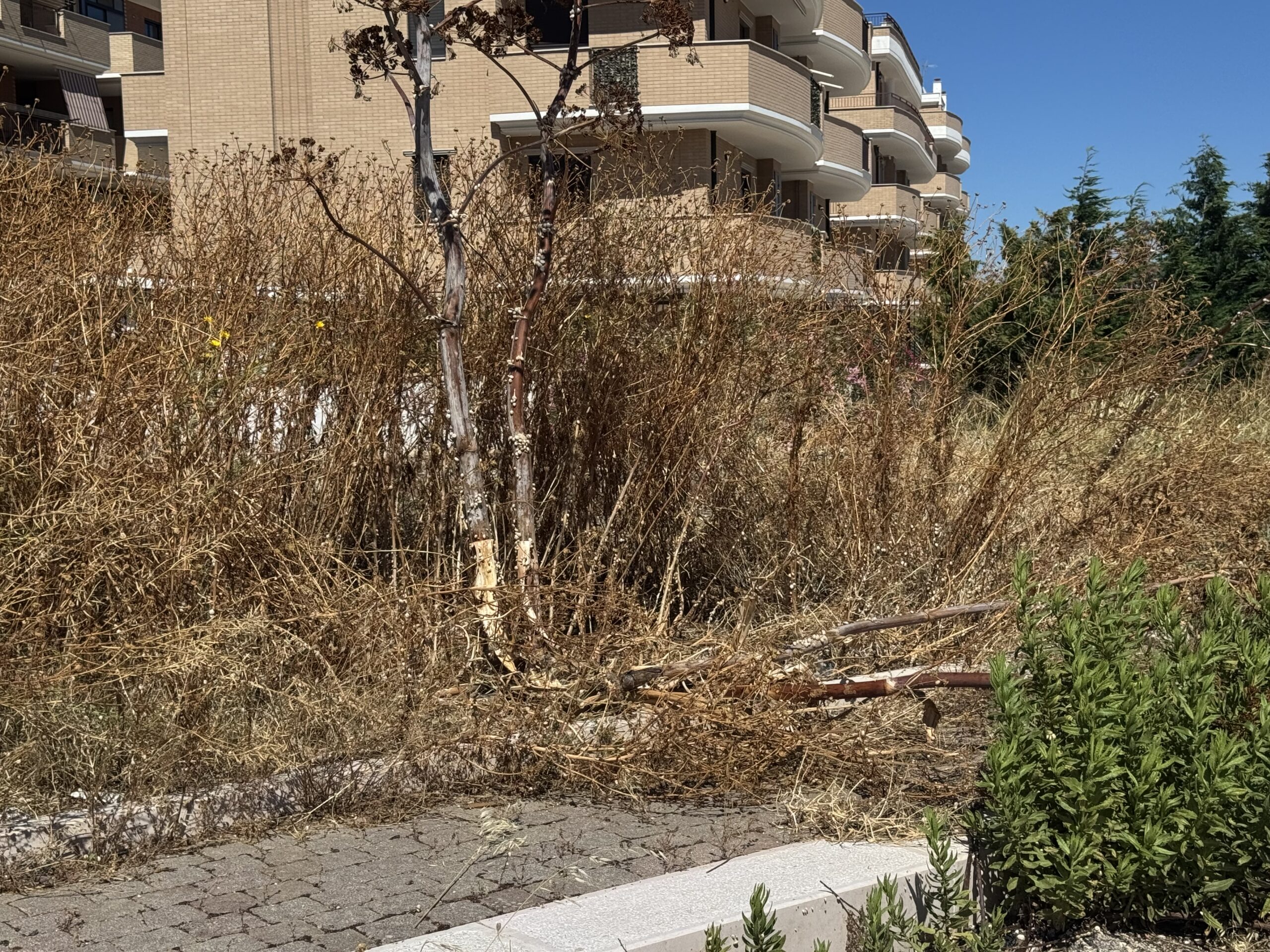manfredonia da chi e quando 232 stata completata la cura del verde ai comparti da Ilsipontino.net manfredonia da chi e quando 232 stata completata la cura del verde ai comparti