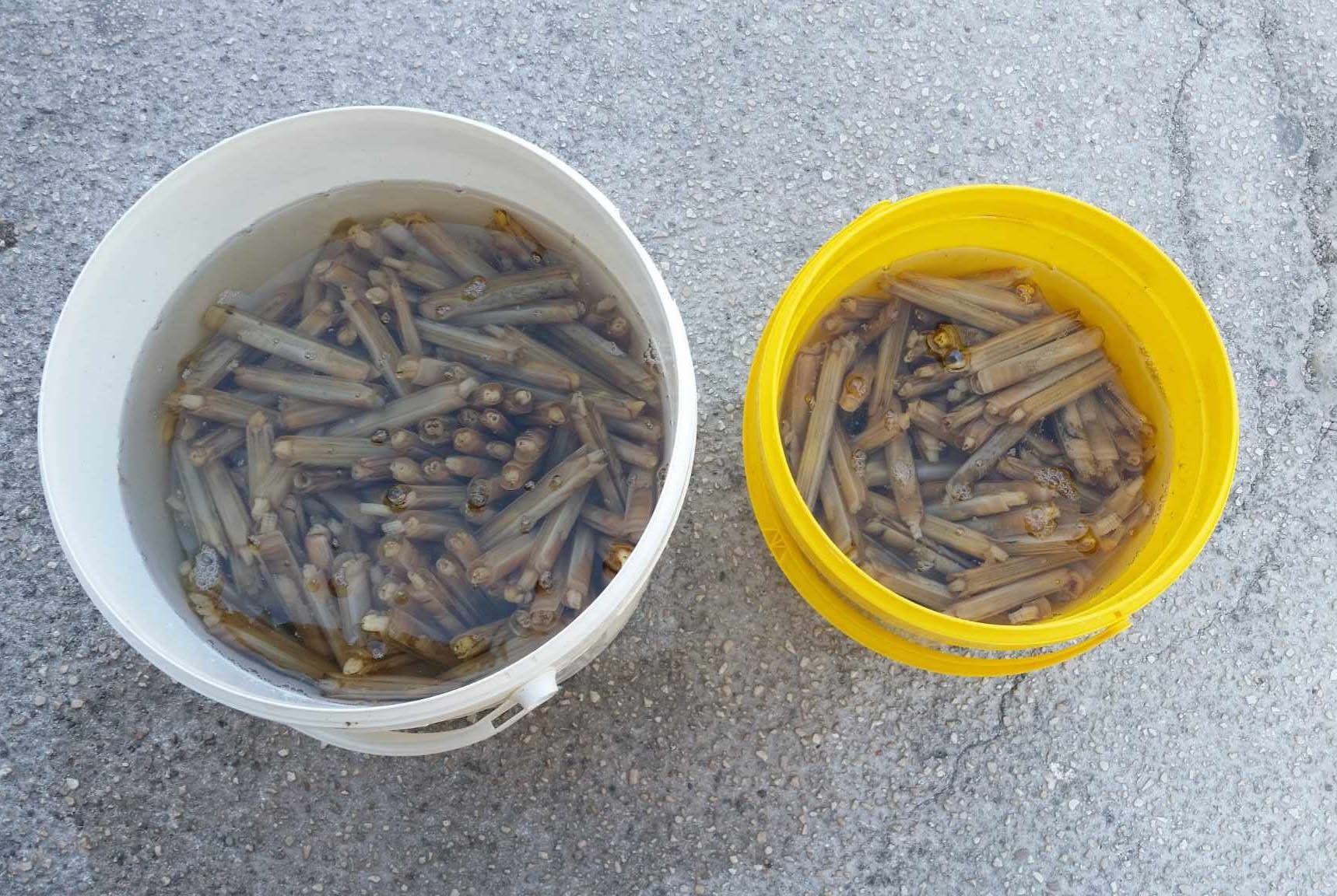 pesca via libera alla sperimentazione sul cannolicchio nel gargano da Ilsipontino.net pesca via libera alla sperimentazione sul cannolicchio nel gargano