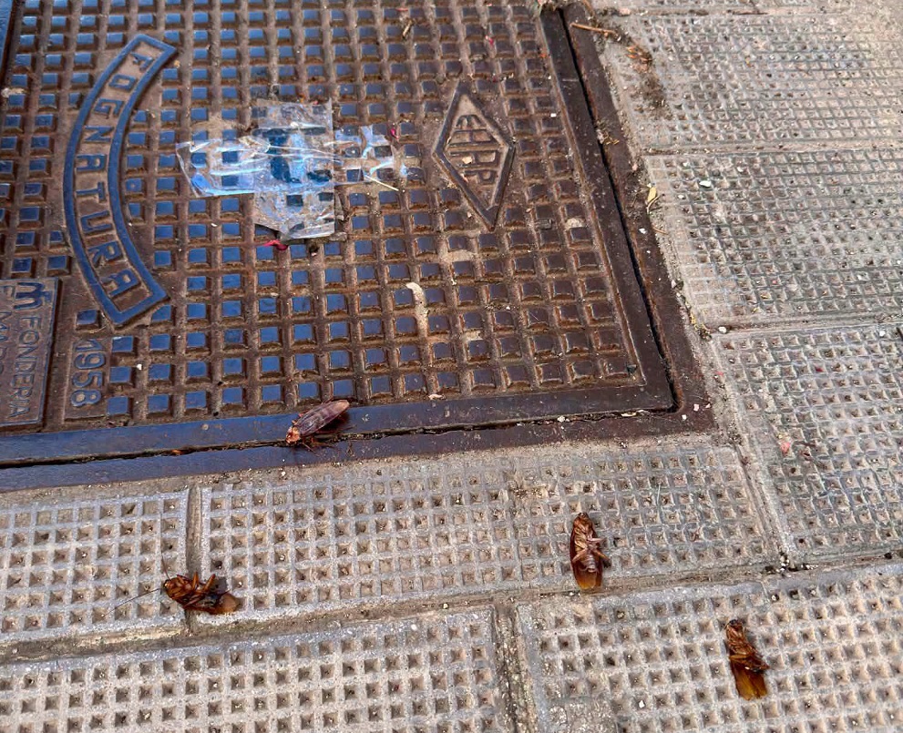 manfredonia la denuncia di marasco blatte e scarafaggi per strada da Ilsipontino.net manfredonia la denuncia di marasco blatte e scarafaggi per strada