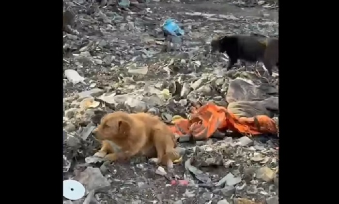 scene strazianti a foggia cani morti tra le fiamme dell8217incendio di via san severo da Ilsipontino.net scene strazianti a foggia cani morti tra le fiamme dell8217incendio di via san severo
