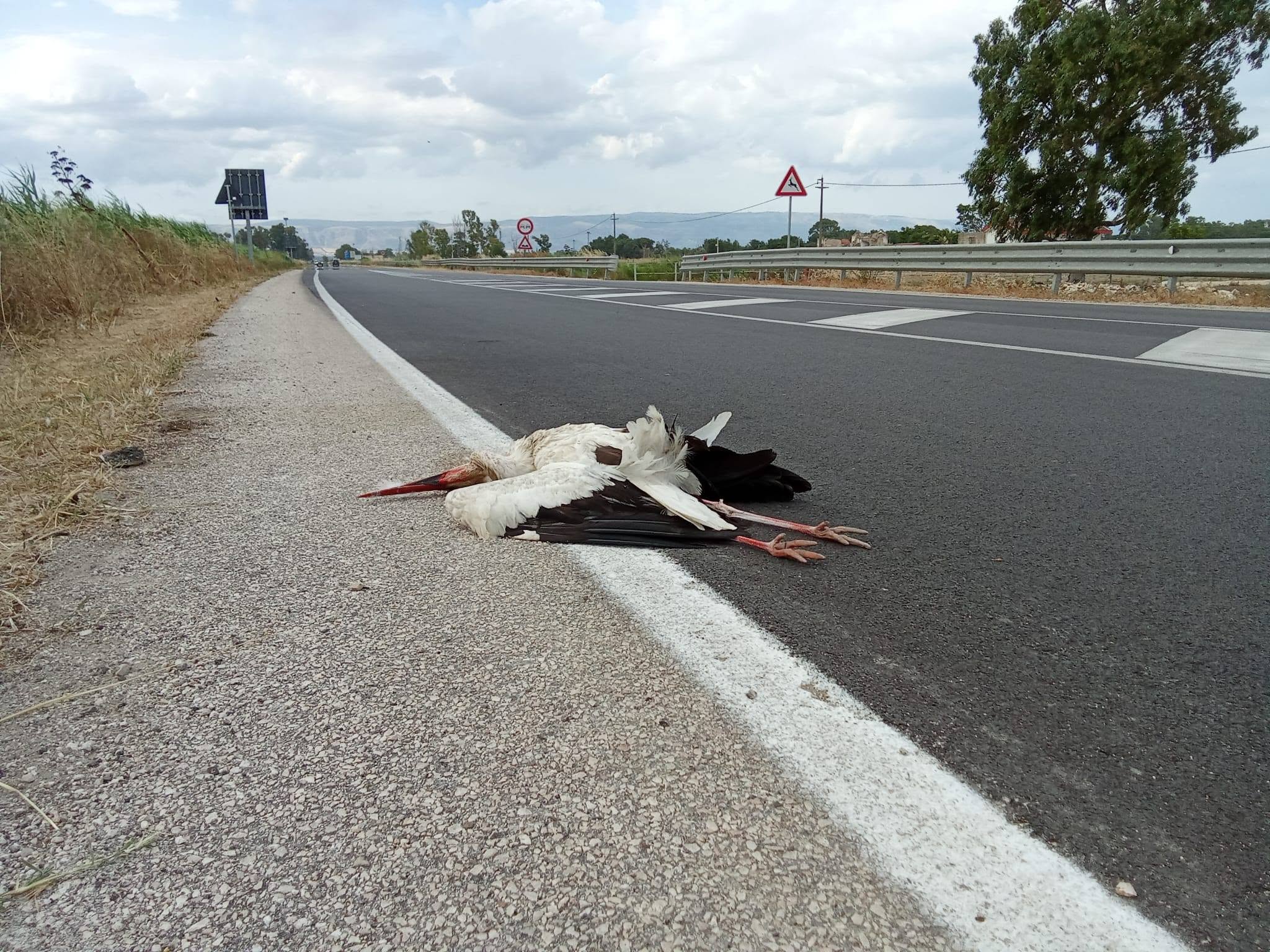 manfredonia cicogna morta rinvenuta lungo la sp 141 da Ilsipontino.net manfredonia cicogna morta rinvenuta lungo la sp 141