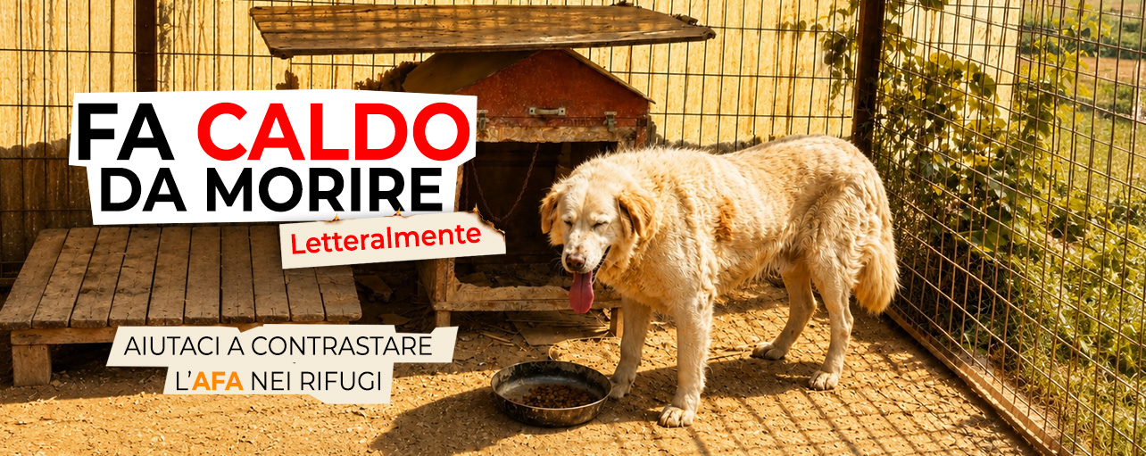 l8217oipa lancia la campagna emergenza caldo l8217appello 232 per salvare dall8217afa centinaia di cani e gatti nei rifugi da Ilsipontino.net l8217oipa lancia la campagna emergenza caldo l8217appello 232 per salvare dall8217afa centinaia di cani e gatti nei rifugi