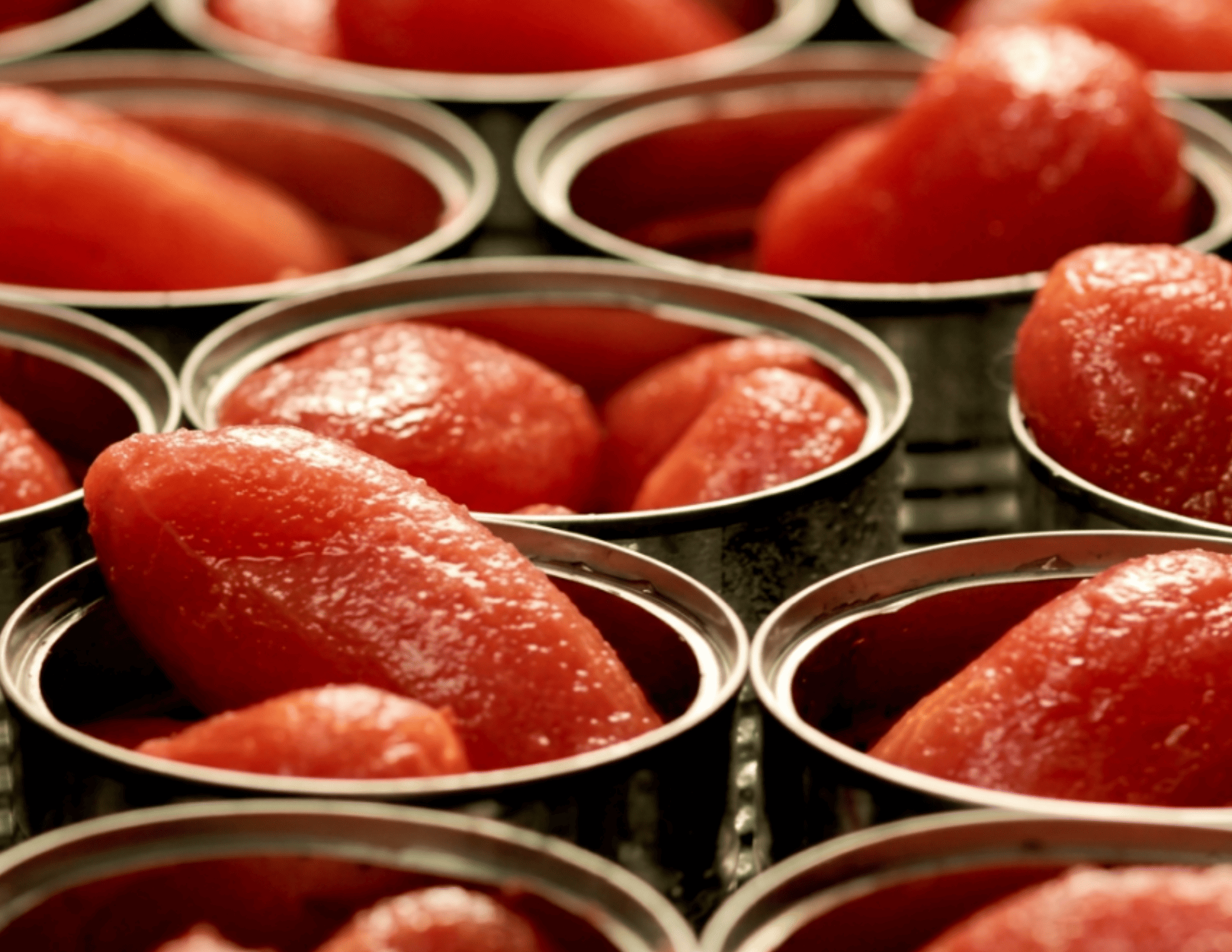 pomodoro da industria raggiunta l8217intesa per la campagna nel bacino centro sud da Ilsipontino.net pomodoro da industria raggiunta l8217intesa per la campagna nel bacino centro sud