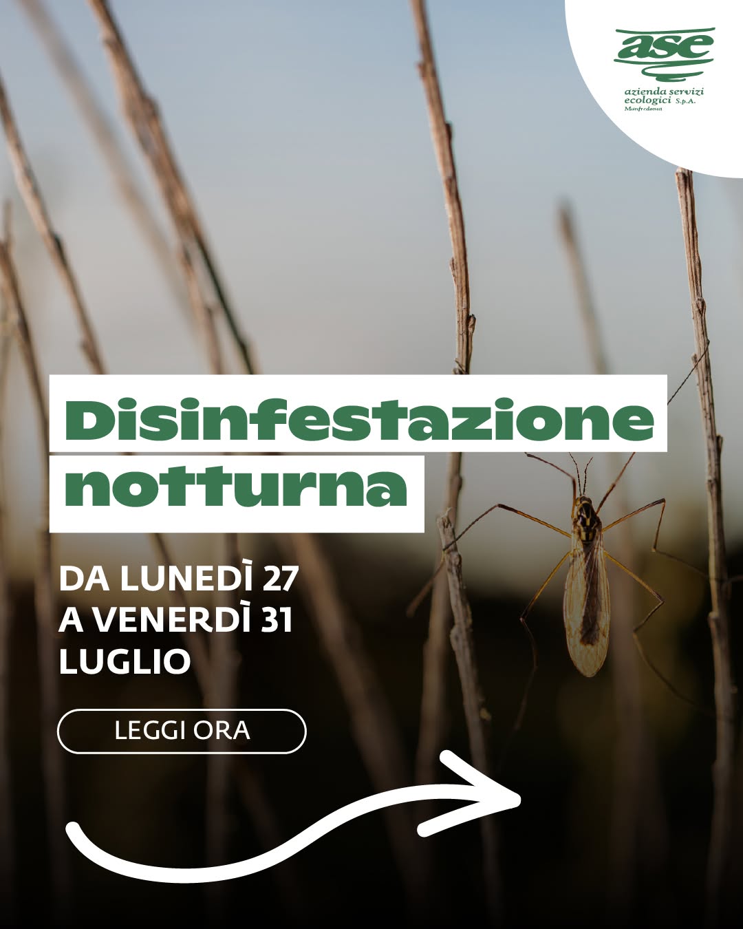 ase manfredonia annuncia un nuovo ciclo di disinfestazione da Ilsipontino.net ase manfredonia annuncia un nuovo ciclo di disinfestazione