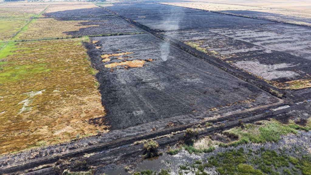 incendio oasi lago salso wwf serve una svolta vera da Ilsipontino.net incendio oasi lago salso wwf serve una svolta vera