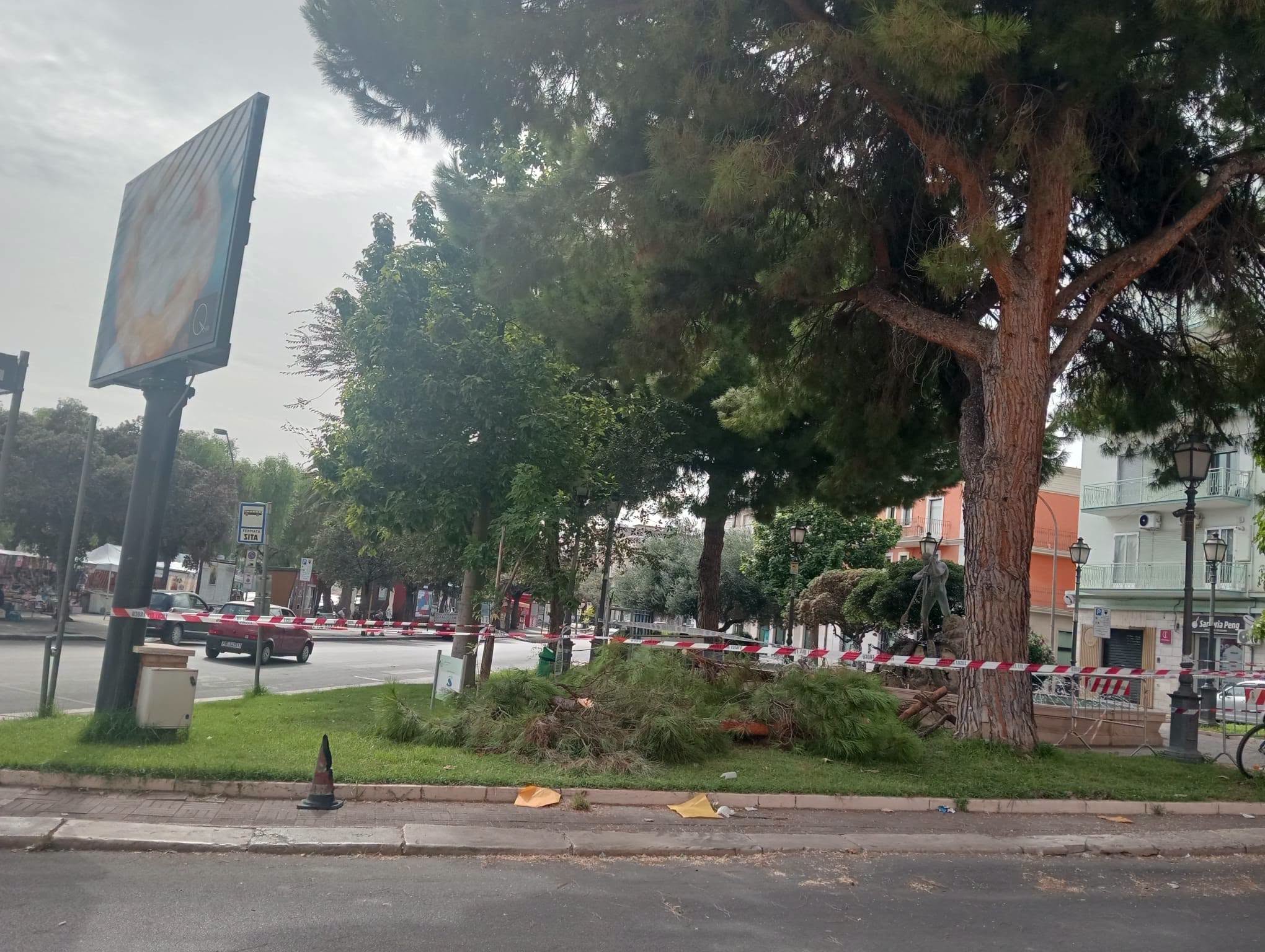 manfredonia grosso ramo cade in piazza marconi da Ilsipontino.net manfredonia grosso ramo cade in piazza marconi