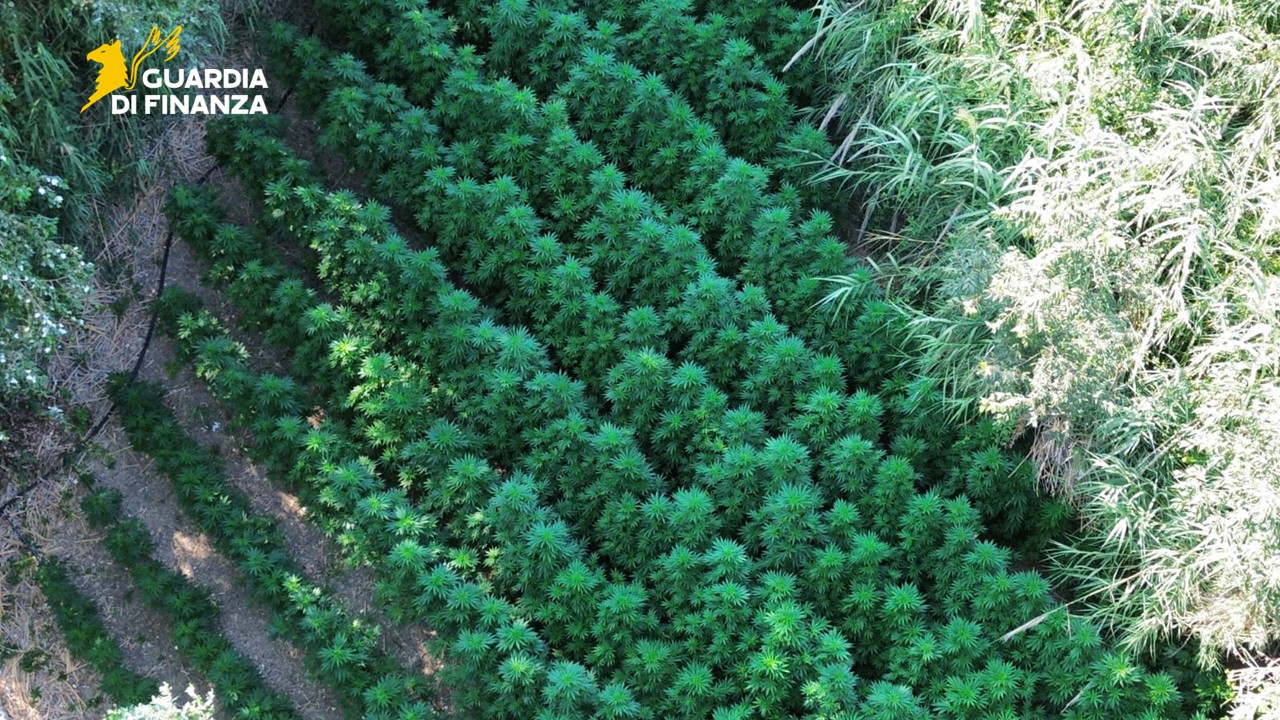 guardia di finanza foggia scoperta e sequestrata piantagione di cannabis lungo il fiume fortore da Ilsipontino.net guardia di finanza foggia scoperta e sequestrata piantagione di cannabis lungo il fiume fortore