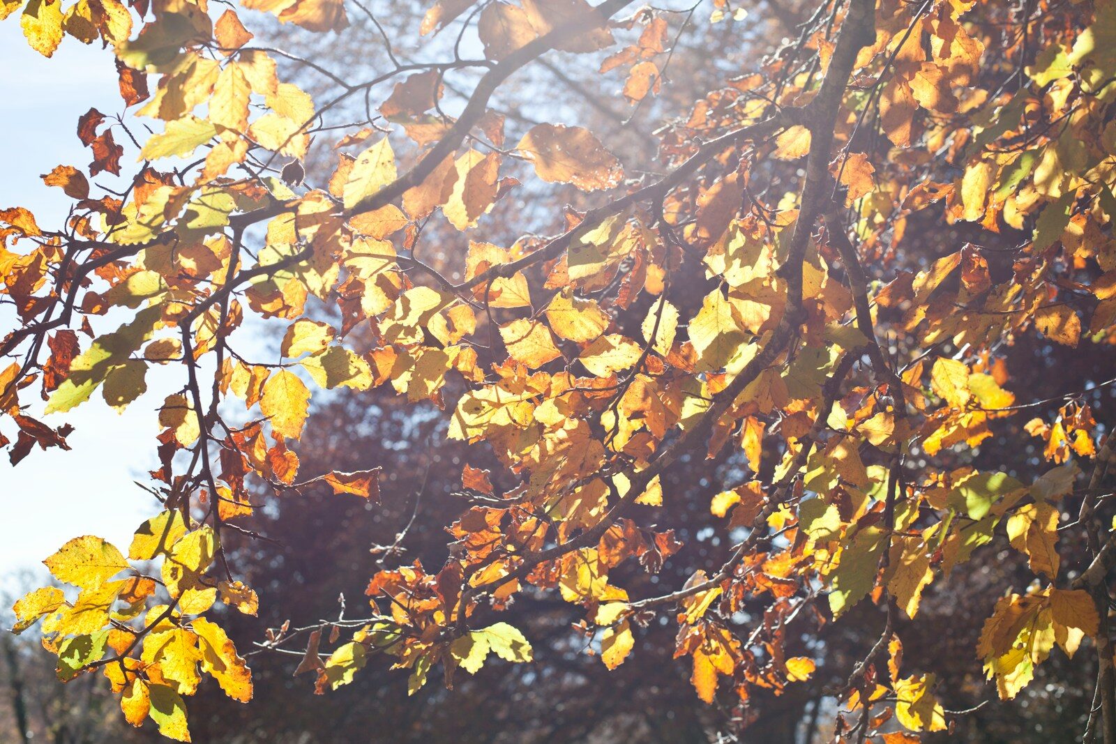 A bench under a tree with yellow leaves